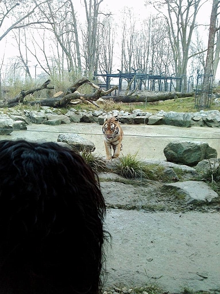 tigern.jpg